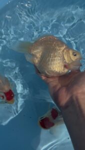 ２０２６年始動！