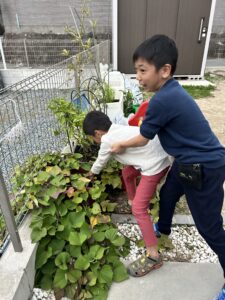 さつまいもと今週の営業時間🥹