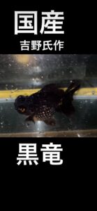 GW営業日と黒竜
